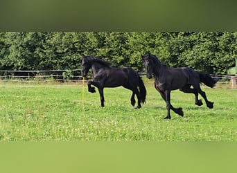 Friesian horses, Gelding, 5 years, 16.1 hh, Black