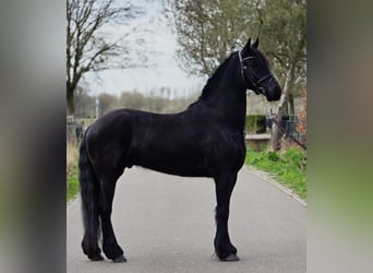 Friesian horses, Gelding, 5 years, 16.1 hh, Black