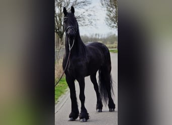 Friesian horses, Gelding, 5 years, 16.1 hh, Black