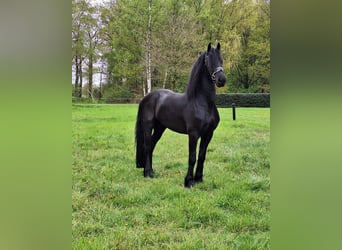 Friesian horses, Gelding, 5 years, 16,1 hh, Black