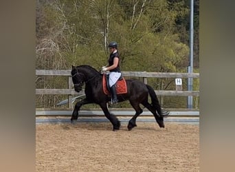 Friesian horses, Gelding, 5 years, 16.1 hh, Black