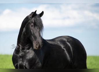 Friesian horses, Gelding, 5 years, 16.1 hh, Black