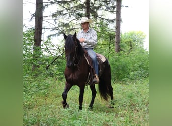 Friesian horses Mix, Gelding, 5 years, 16.1 hh, Black