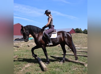 Friesian horses Mix, Gelding, 5 years, 16.1 hh, Black