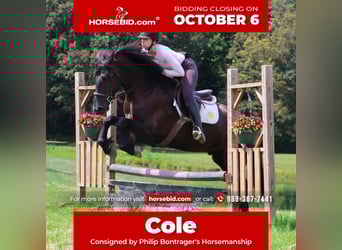 Friesian horses Mix, Gelding, 5 years, 16.1 hh, Black