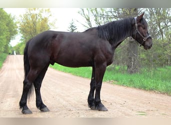 Friesian horses, Gelding, 5 years, 16.1 hh, Black