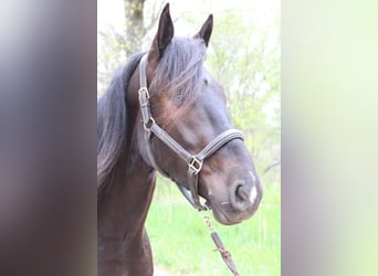 Friesian horses, Gelding, 5 years, 16.1 hh, Black