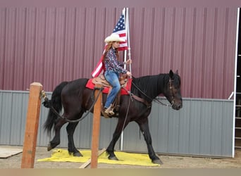 Friesian horses, Gelding, 5 years, 16.1 hh, Black