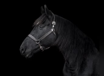 Friesian horses, Gelding, 5 years, 16.1 hh, Black