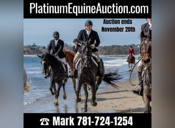 Friesian horses, Gelding, 5 years, 16.1 hh, Black