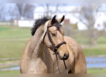 Friesian horses Mix, Gelding, 5 years, 16.1 hh, Buckskin