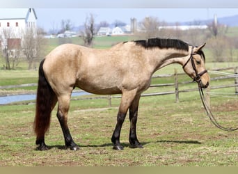 Friesian horses Mix, Gelding, 5 years, 16.1 hh, Buckskin