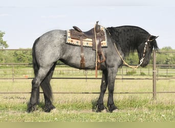 Friesian horses, Gelding, 5 years, 16.1 hh, Roan-Blue