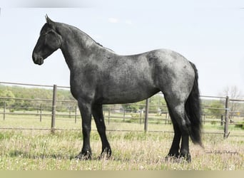 Friesian horses, Gelding, 5 years, 16.1 hh, Roan-Blue