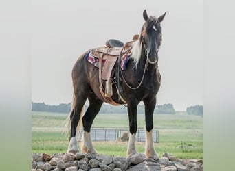 Friesian horses, Gelding, 5 years, 16.1 hh, Tobiano-all-colors
