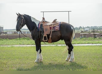 Friesian horses, Gelding, 5 years, 16.1 hh, Tobiano-all-colors