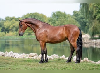 Friesian horses, Gelding, 5 years, 16.2 hh, Bay