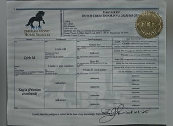 Friesian horses, Gelding, 5 years, 16.2 hh, Bay