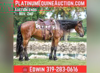 Friesian horses, Gelding, 5 years, 16.2 hh, Bay