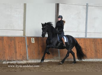 Friesian horses, Gelding, 5 years, 16.2 hh, Black