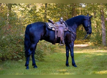 Friesian horses, Gelding, 5 years, 16.2 hh, Black