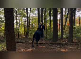 Friesian horses, Gelding, 5 years, 16.2 hh, Black