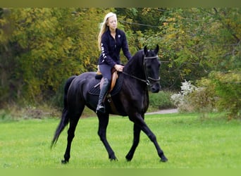 Friesian horses, Gelding, 5 years, 16.2 hh, Black