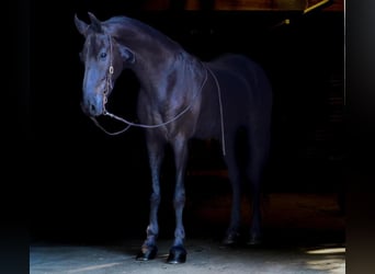 Friesian horses, Gelding, 5 years, 16.2 hh, Black