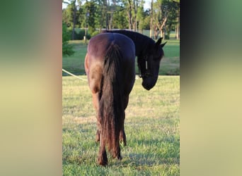 Friesian horses, Gelding, 5 years, 16.3 hh, Black