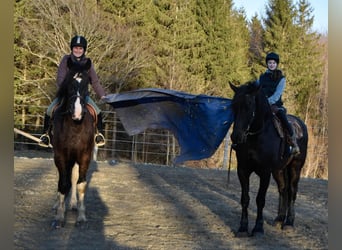 Friesian horses, Gelding, 5 years, 16.3 hh, Tobiano-all-colors