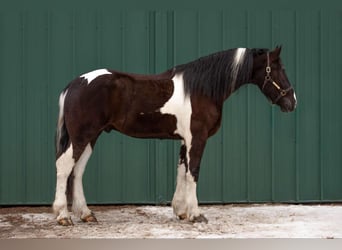 Friesian horses, Gelding, 5 years, 16.3 hh, Tobiano-all-colors
