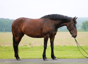 Friesian horses, Gelding, 5 years, 16 hh, Bay-Dark