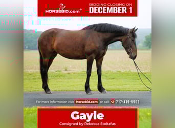 Friesian horses, Gelding, 5 years, 16 hh, Bay-Dark