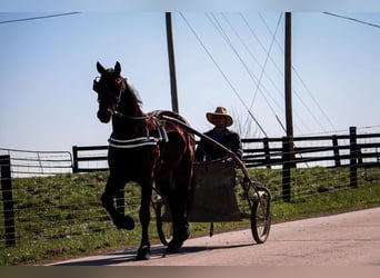 Friesian horses Mix, Gelding, 5 years, 16 hh, Bay
