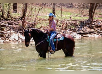 Friesian horses Mix, Gelding, 5 years, 16 hh, Bay