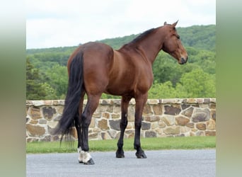 Friesian horses Mix, Gelding, 5 years, 16 hh, Bay