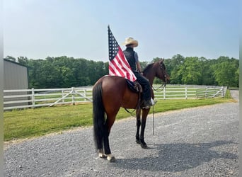 Friesian horses Mix, Gelding, 5 years, 16 hh, Bay