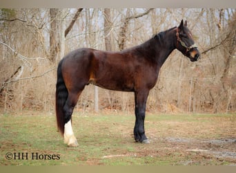 Friesian horses, Gelding, 5 years, 16 hh, Bay