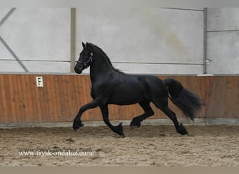 Friesian horses, Gelding, 5 years, 16 hh, Black