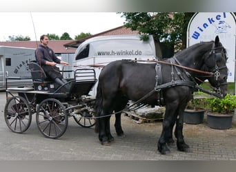 Friesian horses Mix, Gelding, 5 years, 16 hh, Black