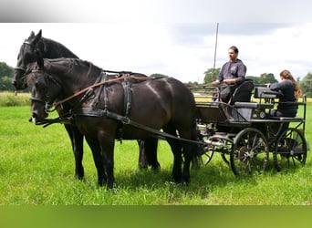Friesian horses Mix, Gelding, 5 years, 16 hh, Black