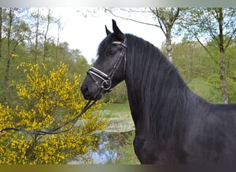 Friesian horses, Gelding, 5 years, 16 hh, Black