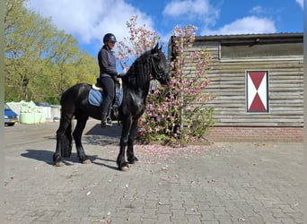 Friesian horses, Gelding, 5 years, 16 hh, Black