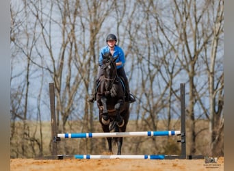 Friesian horses Mix, Gelding, 5 years, 16 hh, Black