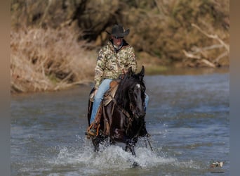 Friesian horses Mix, Gelding, 5 years, 16 hh, Black
