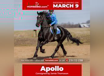 Friesian horses Mix, Gelding, 5 years, 16 hh, Black