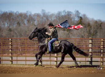 Friesian horses Mix, Gelding, 5 years, 16 hh, Black