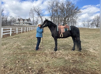 Friesian horses, Gelding, 5 years, 16 hh, Black