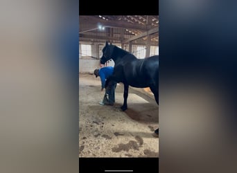 Friesian horses, Gelding, 5 years, 16 hh, Black