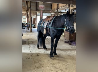 Friesian horses, Gelding, 5 years, 16 hh, Black